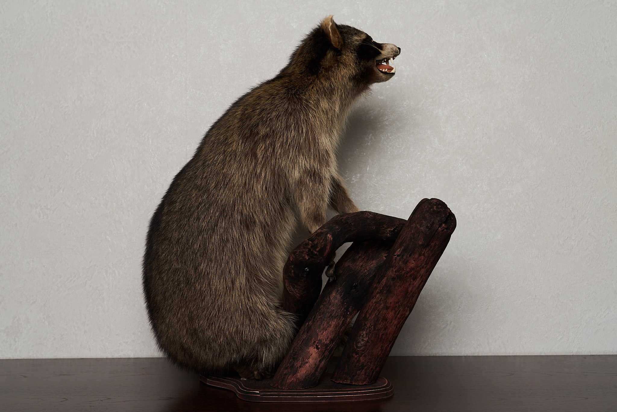 RACCOON TAXIDERMY MOUNT - RACOON MOUNTED, STUFFED ANIMALS FOR SALE ...