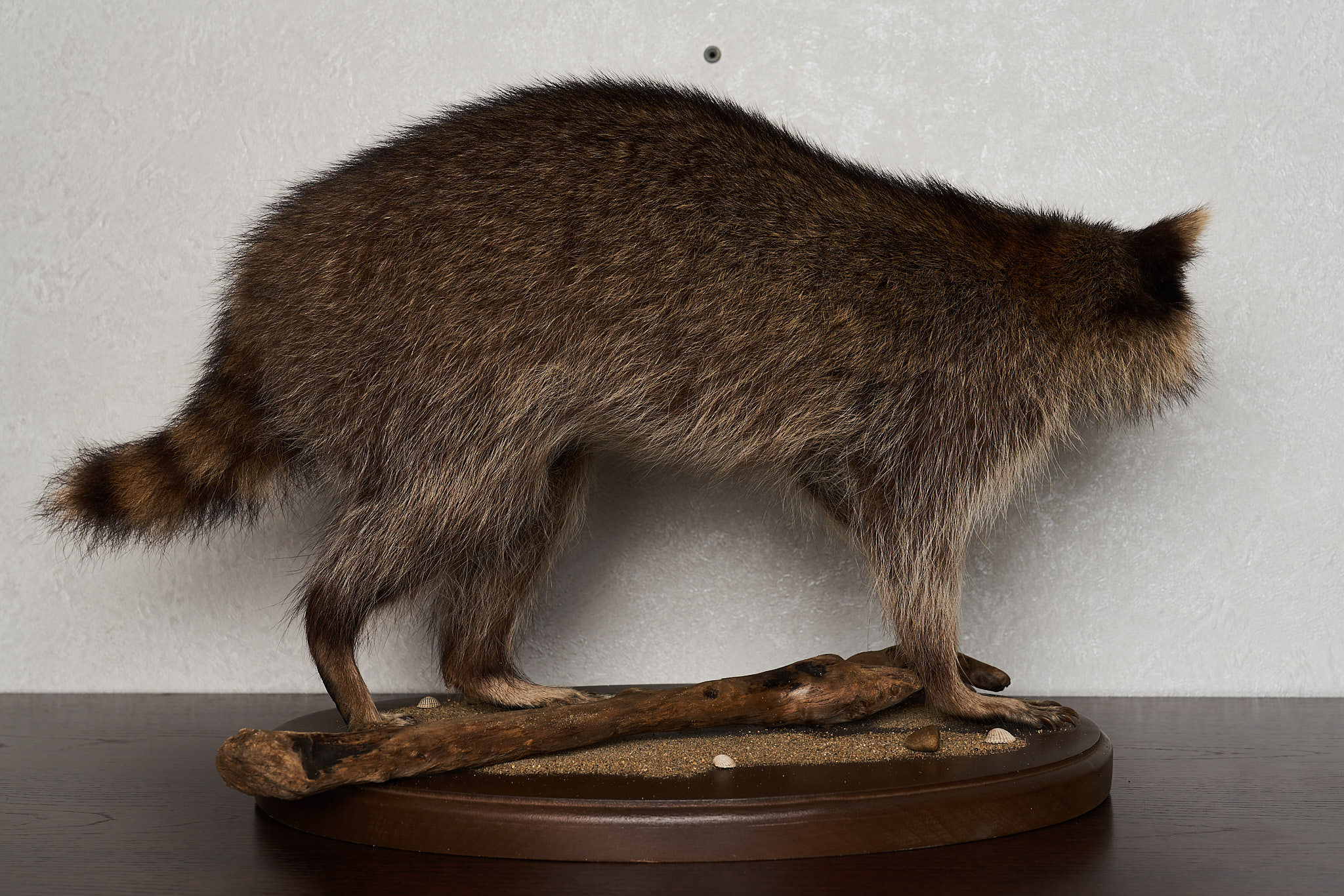 RACCOON TAXIDERMY MOUNT - RACOON MOUNTED, STUFFED ANIMALS FOR SALE ...