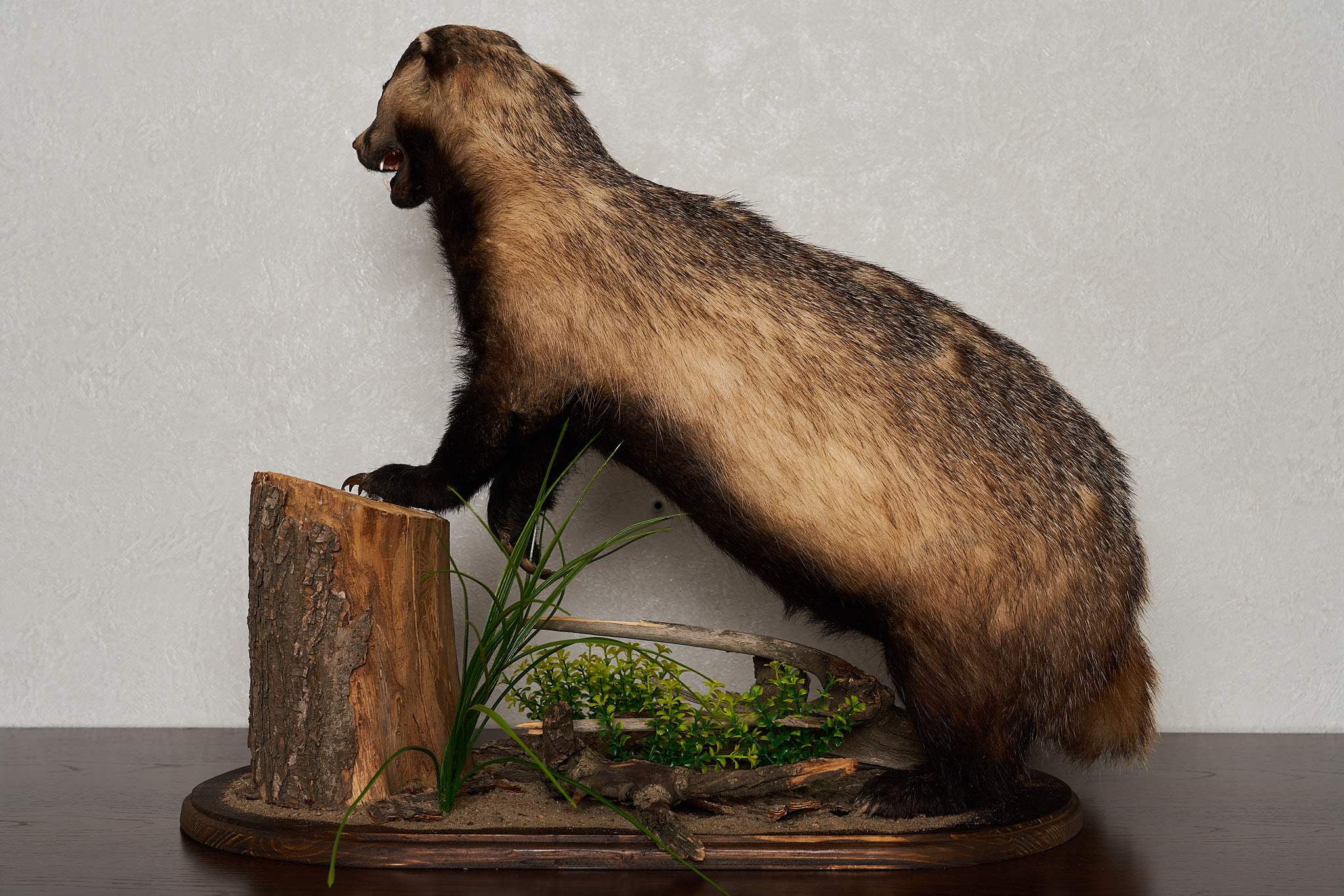 Badger Rug Mount EURASIAN BADGER TAXIDERMY MOUNT - MOUNTED, STUFFED ANIMALS FOR SALE ...