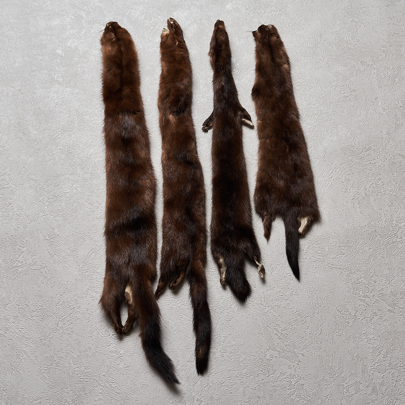MINK LOT OF 4 TANNED FUR PELTS WEASEL SKIN HIDE FOR SALE REAL mink-lot-of-4-tanned-fur-pelts-weasel-skin-hide-for-sale-real