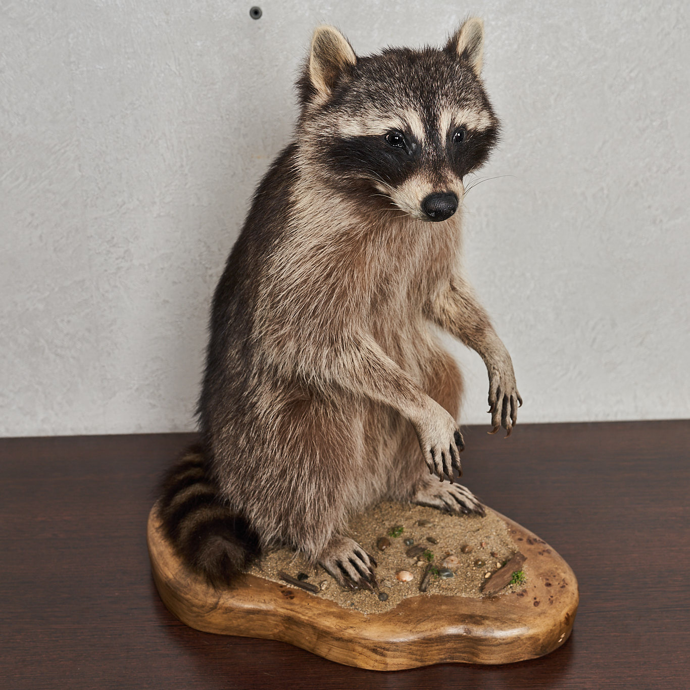 RACCOON TAXIDERMY MOUNT - RACOON MOUNTED, STUFFED ANIMALS FOR SALE ...