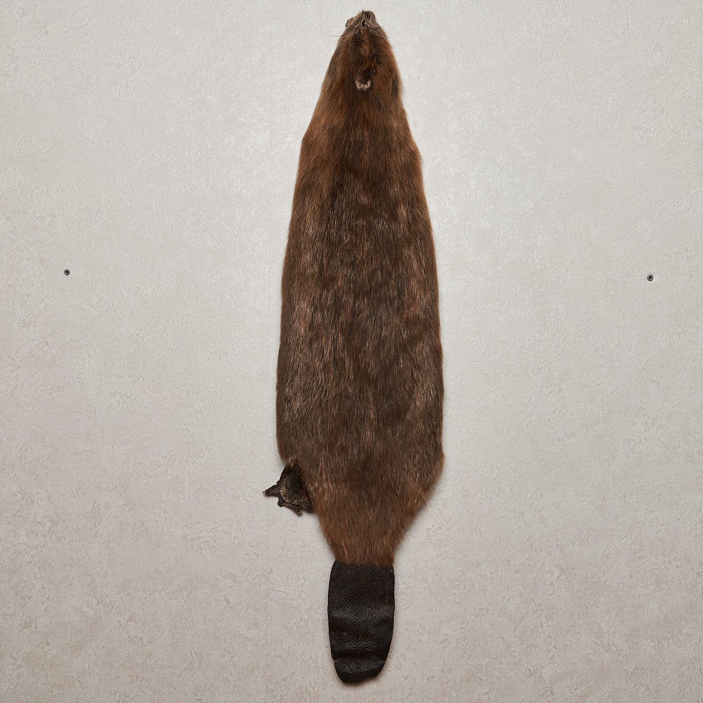 EURASIAN BEAVER TANNED FUR PELT - SKIN, HIDE FOR SALE - REAL, DECOR ...
