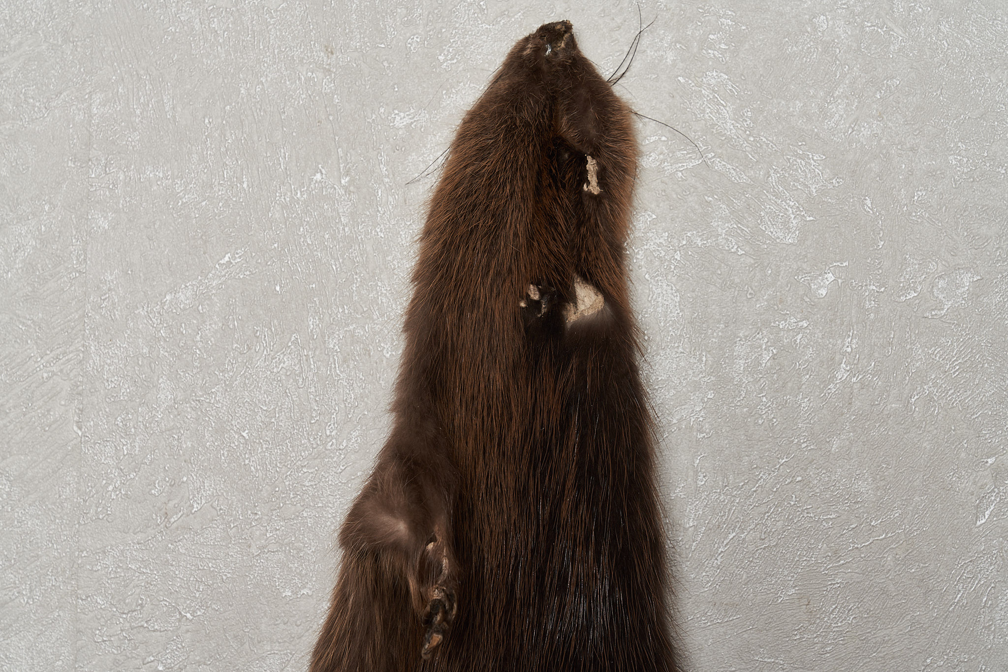 EURASIAN BEAVER TANNED FUR PELT - SKIN, HIDE FOR SALE - REAL, DECOR ...