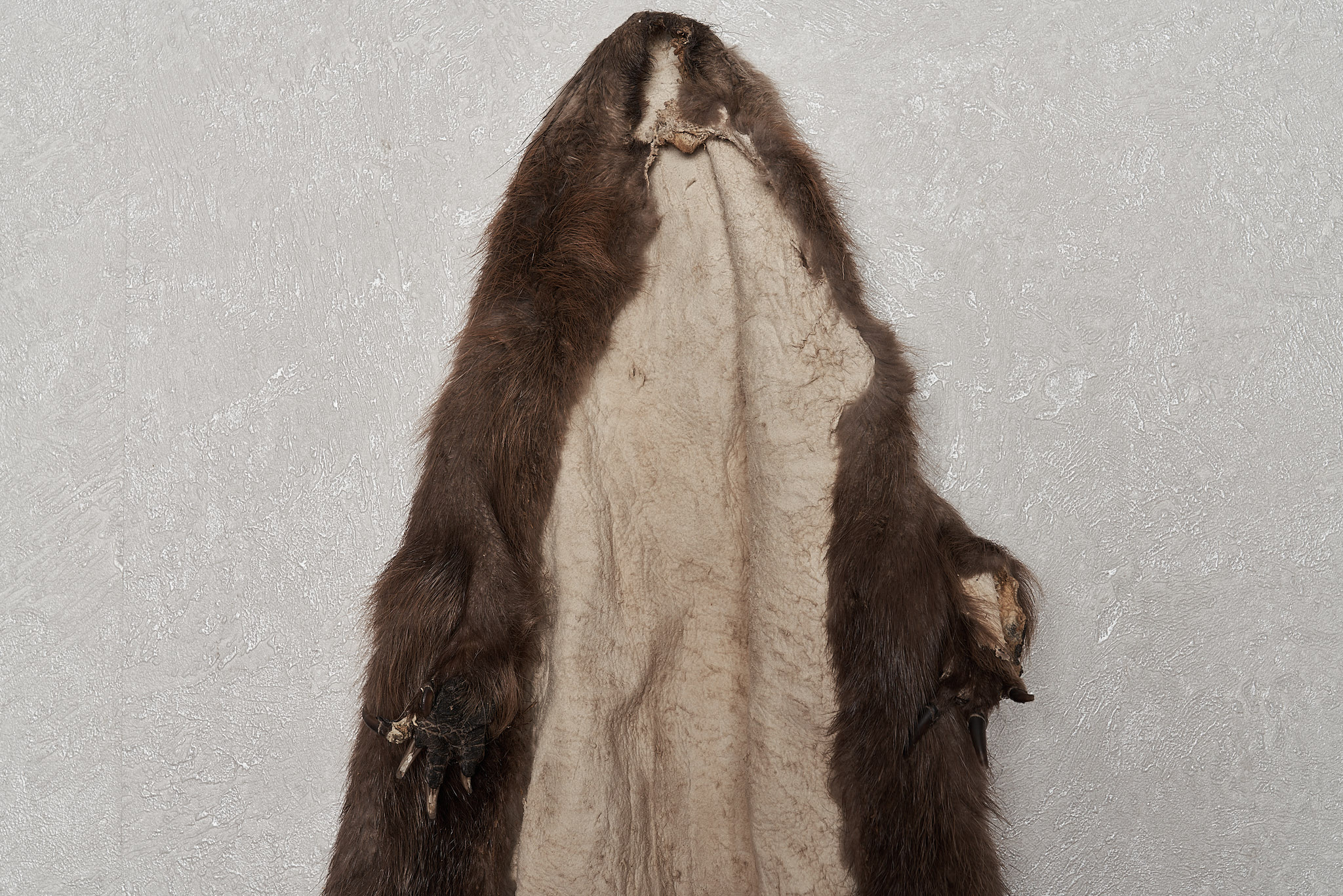 EURASIAN BEAVER TANNED FUR PELT - SKIN, HIDE FOR SALE - REAL, DECOR ...