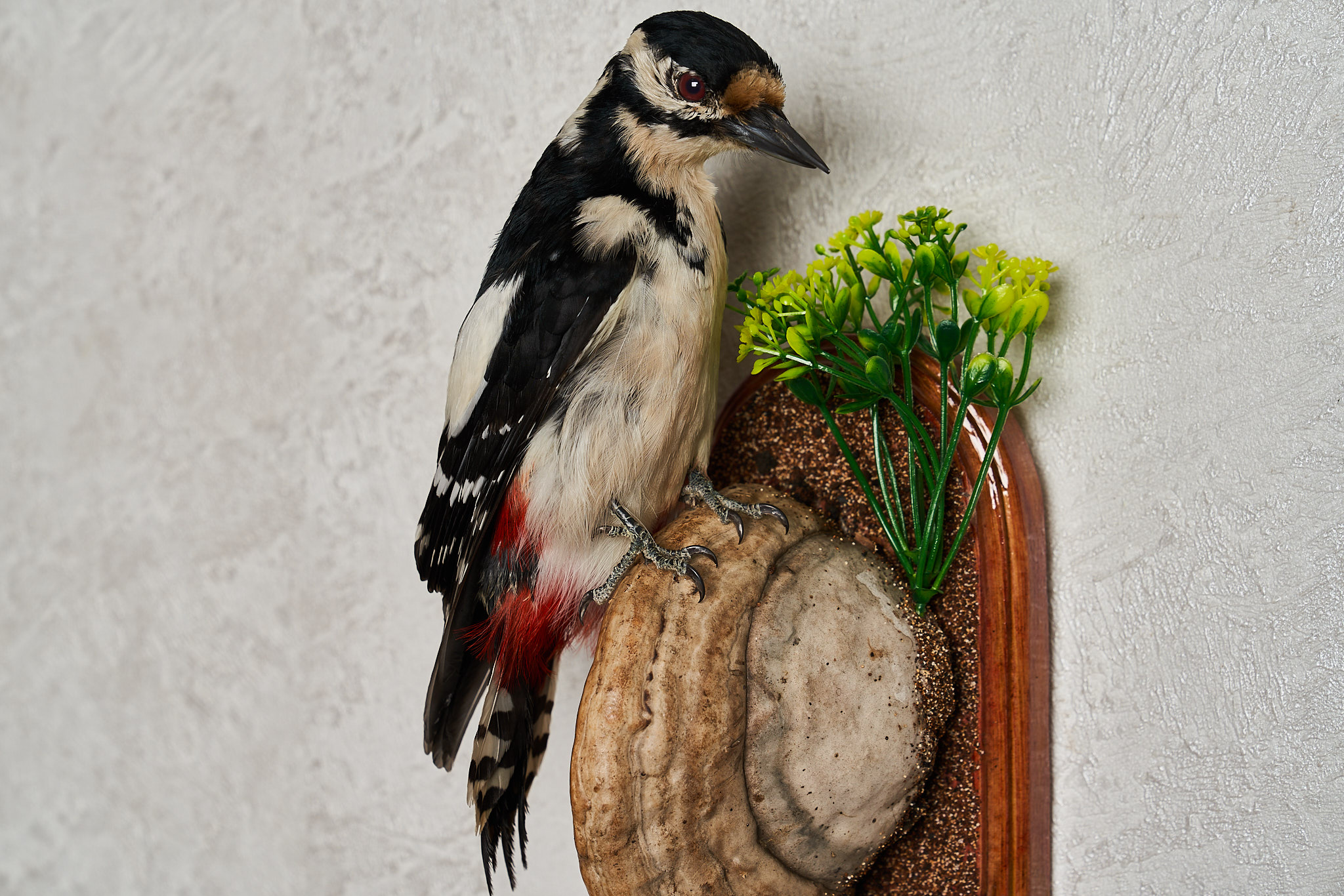 LESSER SPOTTED WOODPECKER TAXIDERMY BIRD MOUNT MOUNTED, STUFFED BIRDS