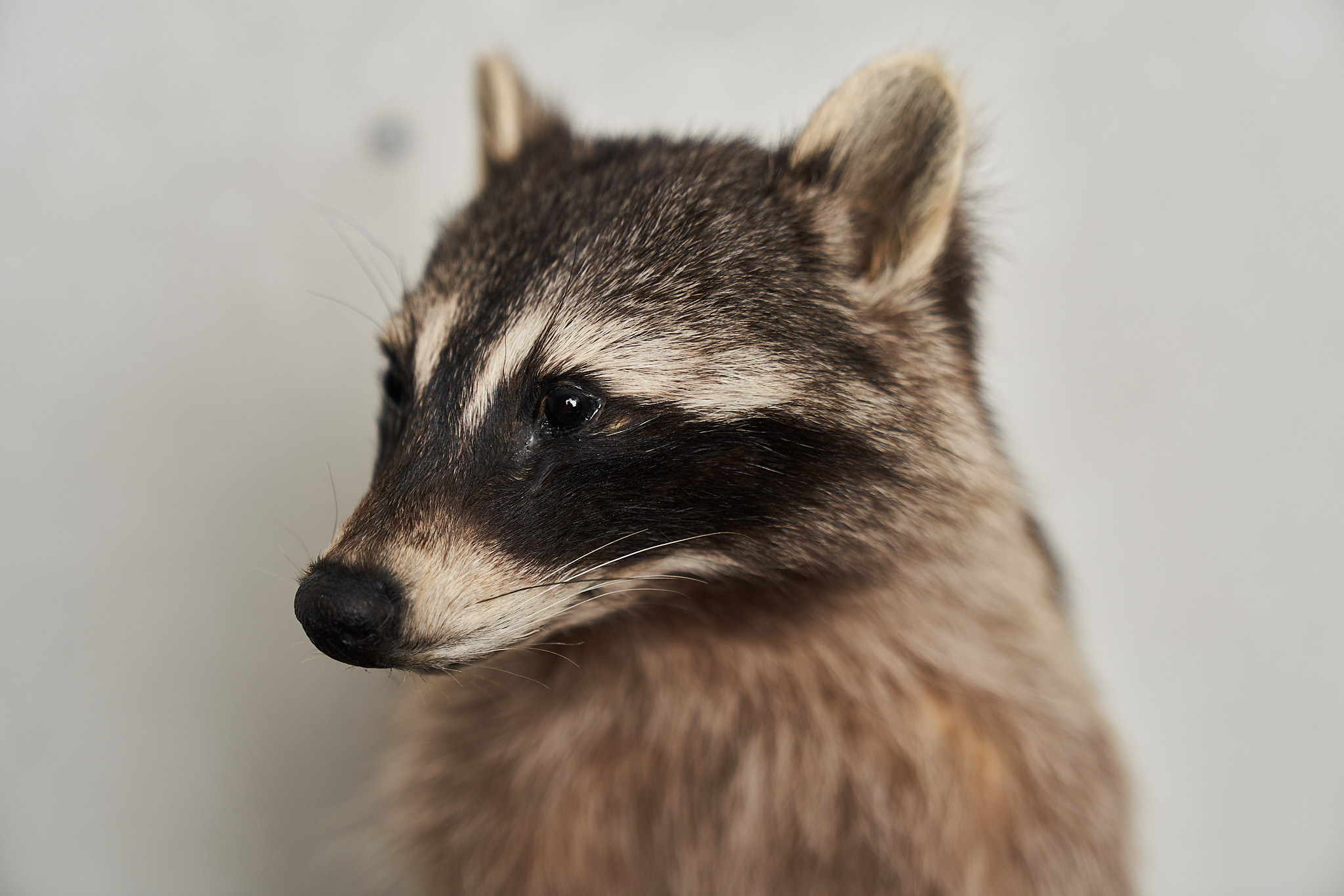 RACCOON TAXIDERMY MOUNT - RACOON MOUNTED, STUFFED ANIMALS FOR SALE ...
