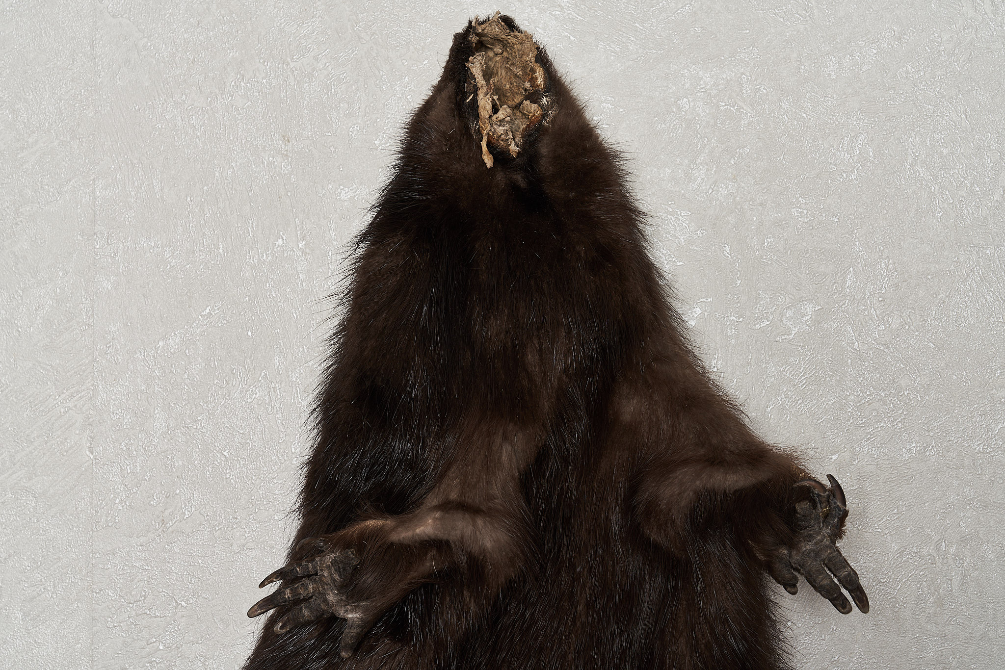 EURASIAN BEAVER TAXIDERMY TANNED FUR PELT - SKIN, HIDE FOR SALE - REAL ...