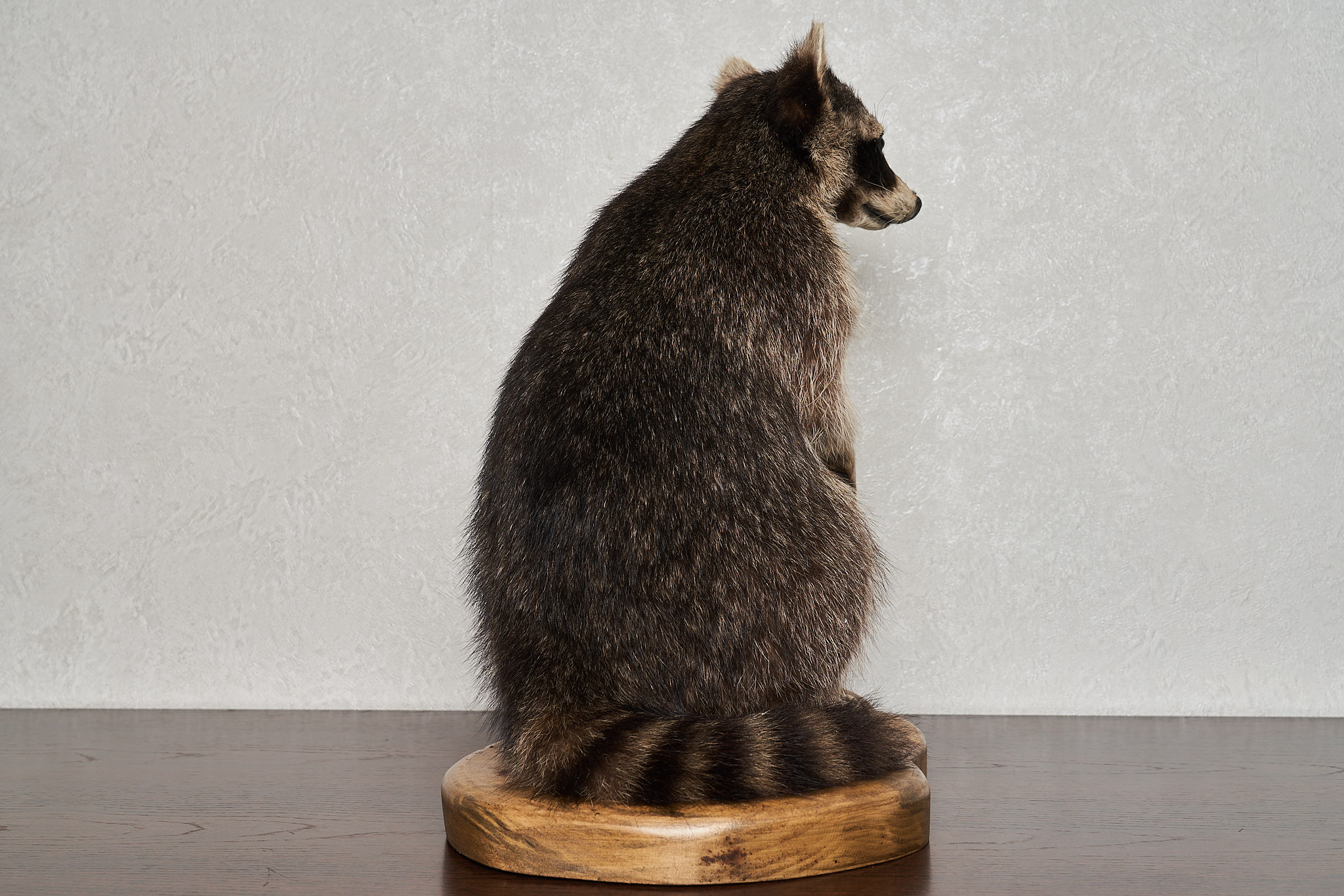 RACCOON TAXIDERMY MOUNT - RACOON MOUNTED, STUFFED ANIMALS FOR SALE ...