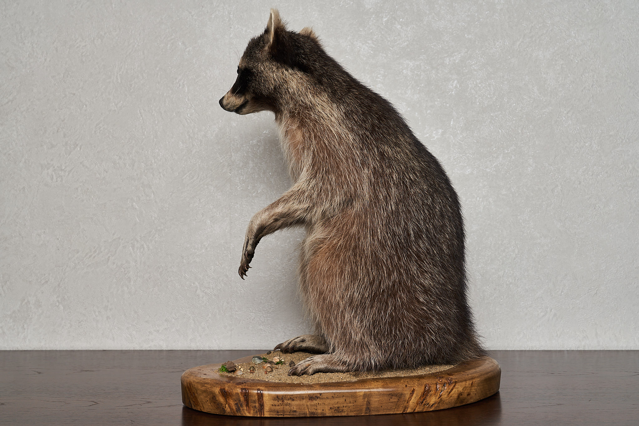 RACCOON TAXIDERMY MOUNT - RACOON MOUNTED, STUFFED ANIMALS FOR SALE ...