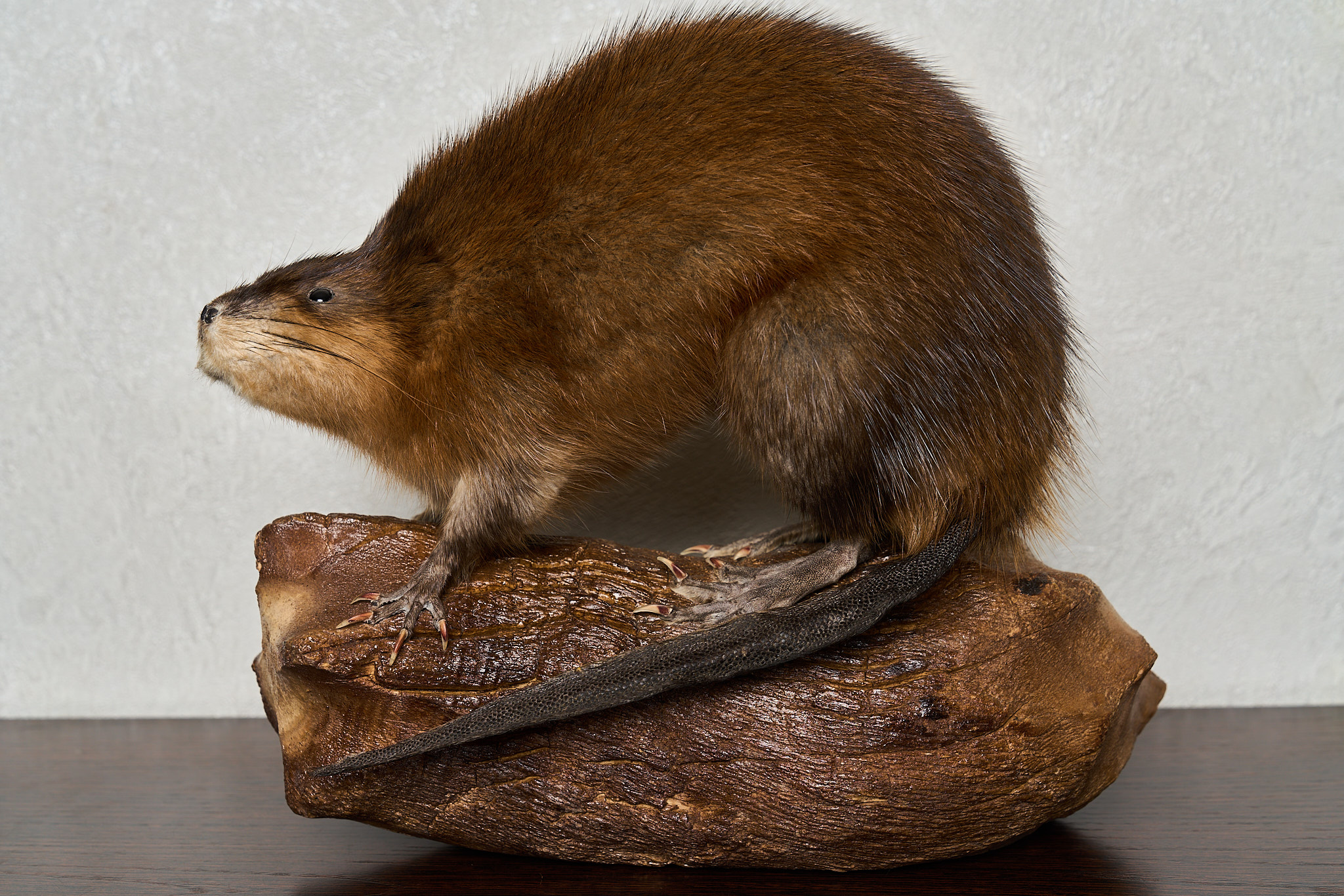 SMALL BEAVER TAXIDERMY MOUNT - MOUNTED, STUFFED ANIMALS FOR SALE - REAL ...