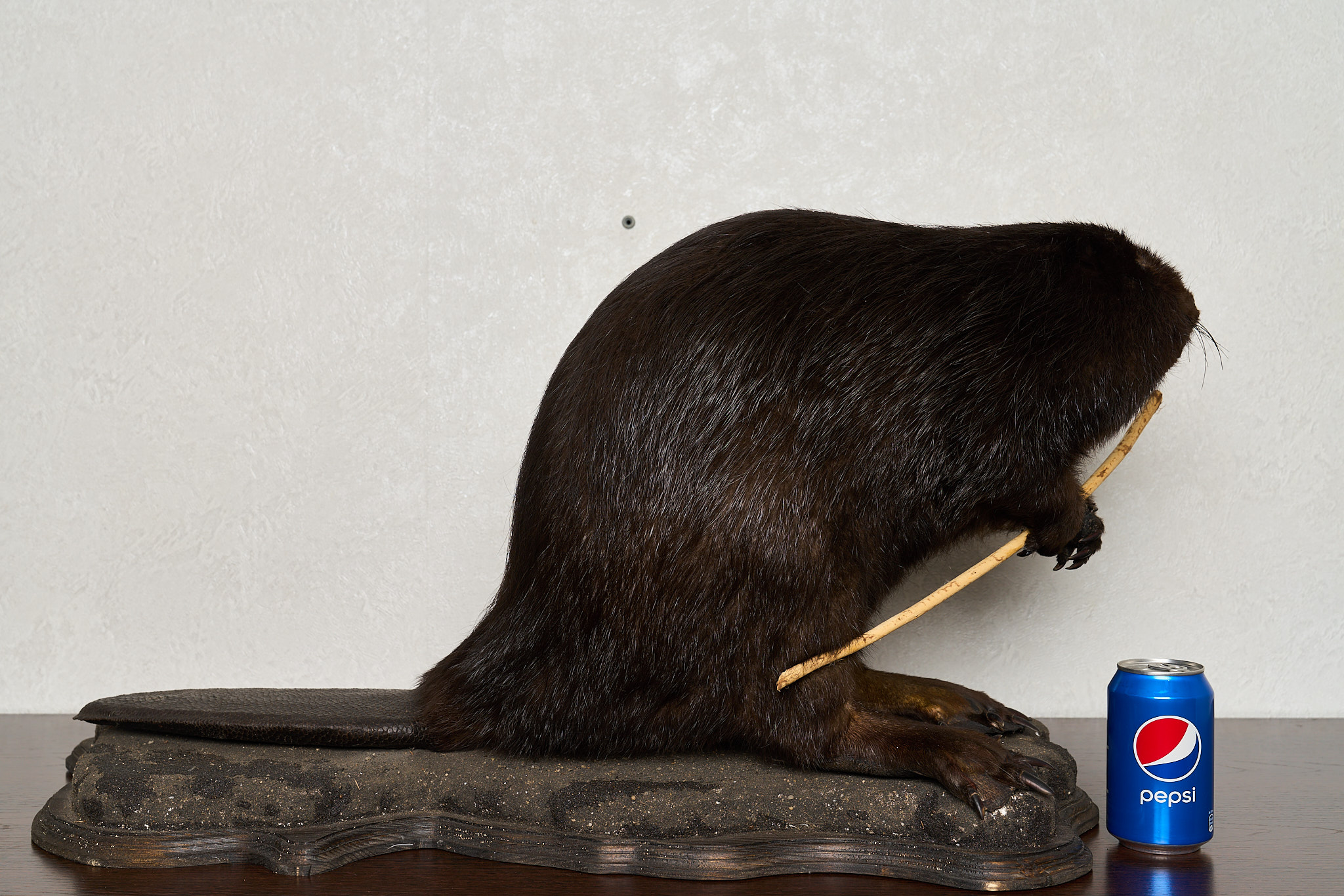 EURASIAN BEAVER TAXIDERMY MOUNT - MOUNTED, STUFFED ANIMALS FOR SALE ...