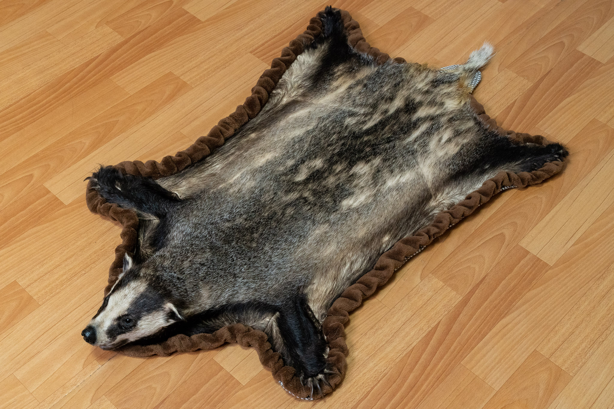Badger Rug EURASIAN BADGER TAXIDERMY RUG MOUNT WITH HEAD - MOUNTED PELT, FUR, SKIN ...