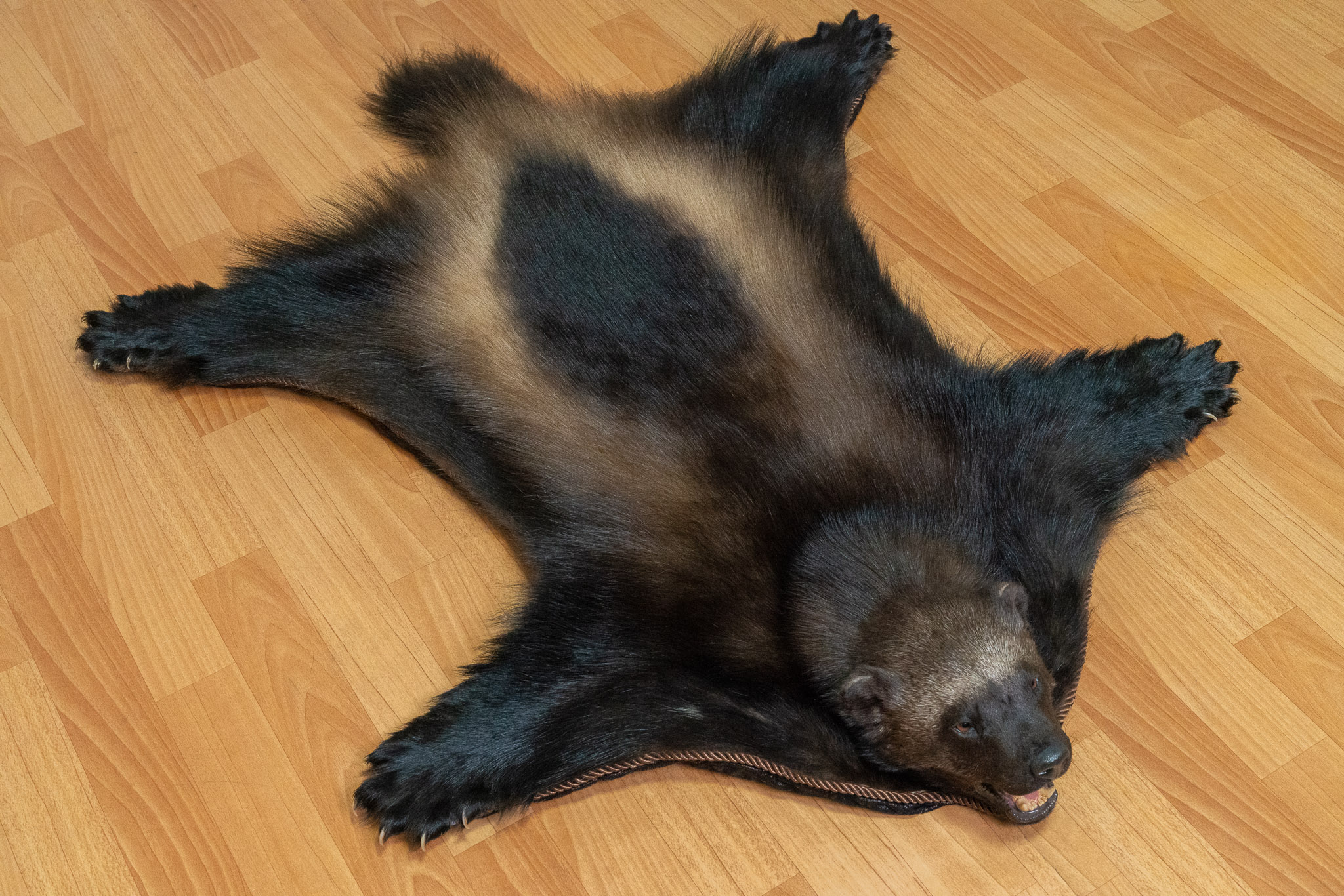 Wolverine Rug Duster WOLVERINE TAXIDERMY RUG MOUNT WITH HEAD - MOUNTED PELT, FUR, SKIN, HIDE ...
