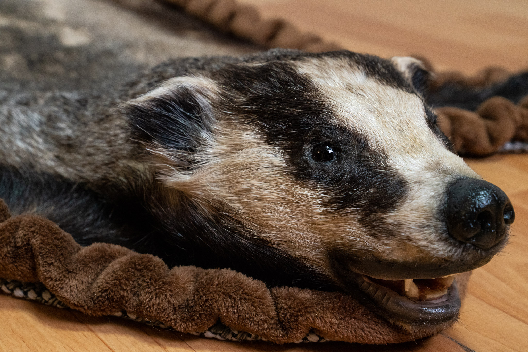 Badger Rug Mount EURASIAN BADGER TAXIDERMY RUG MOUNT WITH HEAD - MOUNTED PELT, FUR, SKIN ...