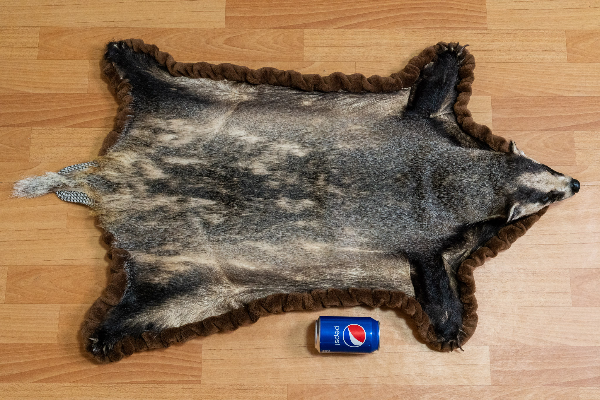 EURASIAN BADGER TAXIDERMY RUG MOUNT WITH HEAD - MOUNTED PELT, FUR, SKIN ...