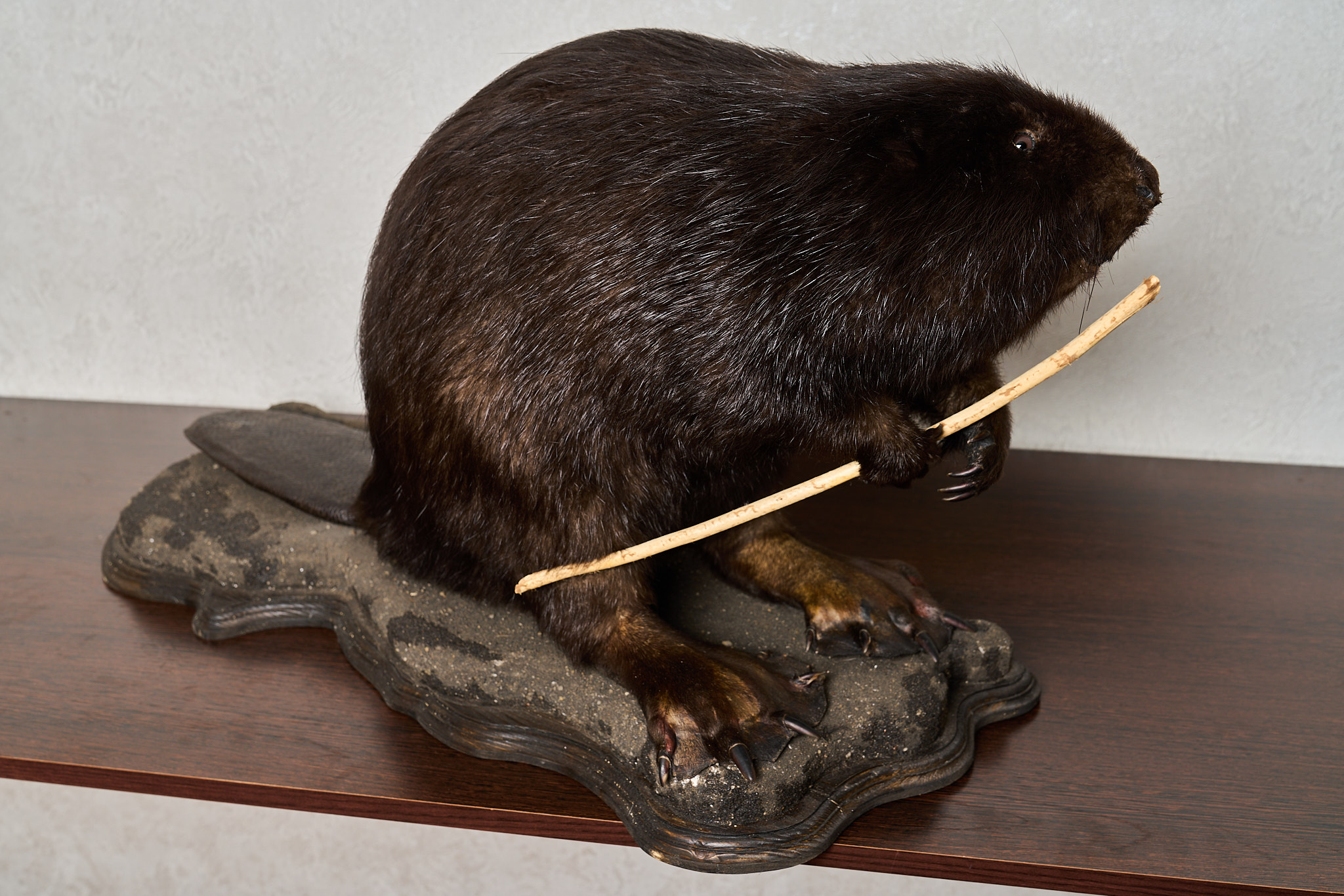 EURASIAN BEAVER TAXIDERMY MOUNT - MOUNTED, STUFFED ANIMALS FOR SALE ...