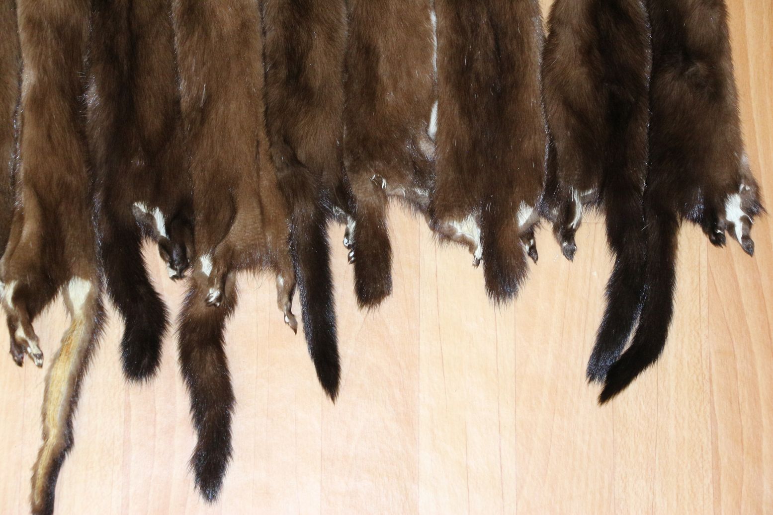 EUROPEAN MINK - LOT OF 13 TANNED FUR PELTS FOR SALE - HIDES, SKINS ...