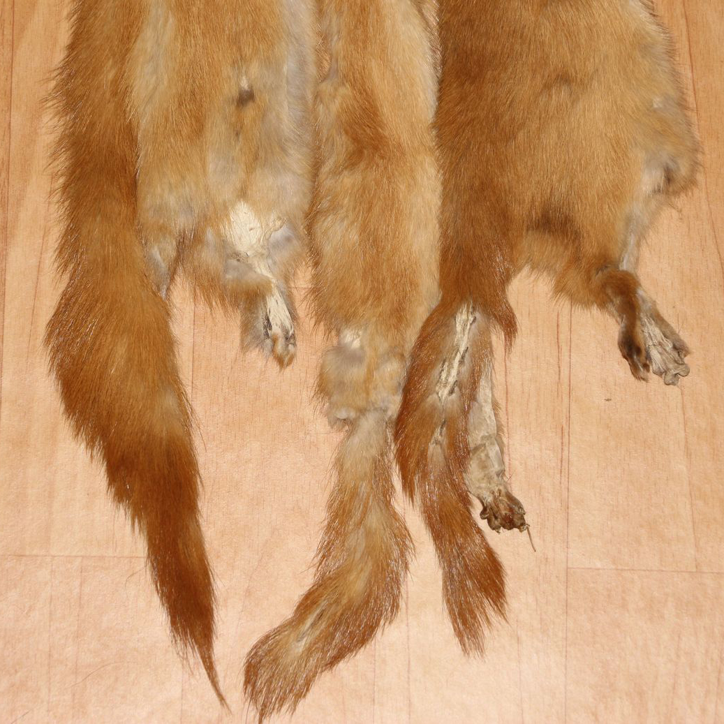 SIBERIAN WEASEL - LOT OF 3 TANNED FUR PELTS FOR SALE - HIDES, SKINS ...